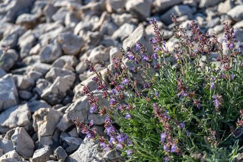 Sage on rugged Stock Photos