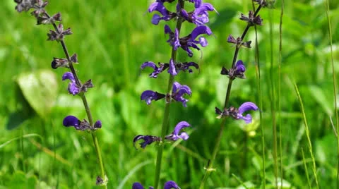 Sage (salvia pratensis) Stock Footage 24703996