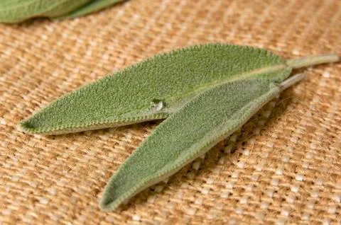Sage (salvia) on sacking Stock Photos