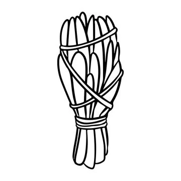 Sage smudge stick with threads hand-drawn doodle isolated icon. Vector stock Illustrazione stock