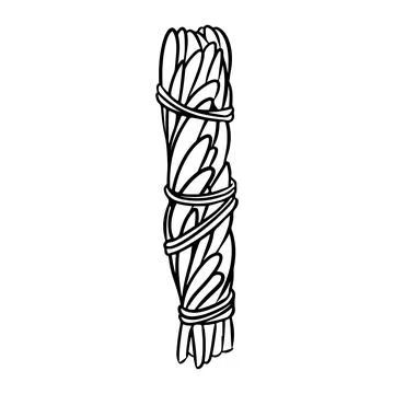 Sage smudge stick tied with thread hand-drawn doodle isolated icon. Vector st Stock Illustration