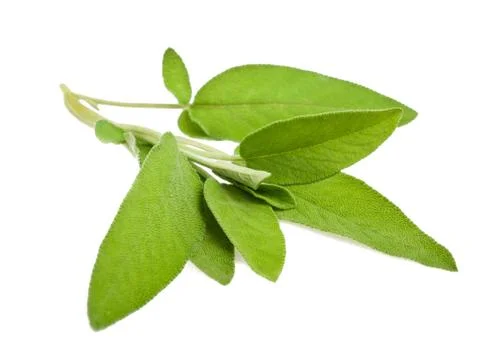 Sage sprig Stock Photos