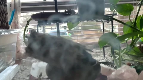 Sage stick burning in the window of crystals Stock Footage 240882466