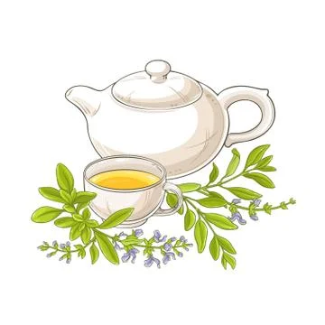 Sage tea vector illustration Stock Illustration