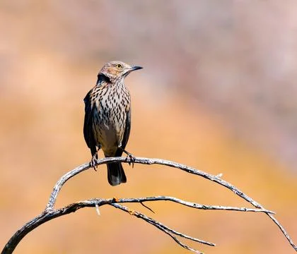 Sage Thrasher Stock Photos