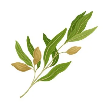 Sage Twig as Kitchen Herb for Cooking Vector Element Illustrazione stock