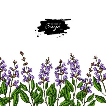Sage vector drawing border. Isolated plant with flower and leaves. Herbal Stock Illustration