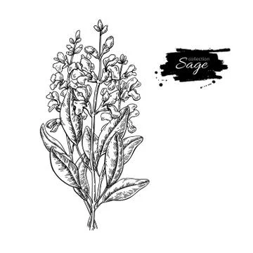 Sage vector drawing bunch. Isolated plant with flower and leaves Stock Illustration