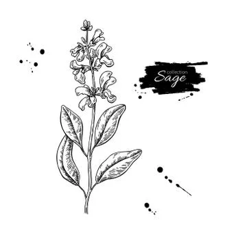 Sage vector drawing. Isolated plant with flower and leaves. Stock Illustration