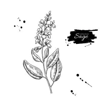 Sage vector drawing. Isolated plant with flower and leaves. Stock Illustration