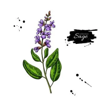 Sage vector drawing. Isolated plant with flower and leaves. Herbal Stock Illustration