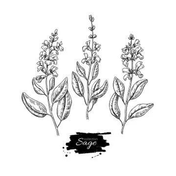 Sage vector drawing set. Isolated plant with flower and leaves. Stock Illustration