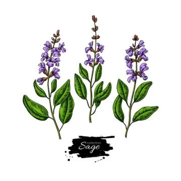 Sage vector drawing set. Isolated plant with flower and leaves. Herbal Illustrazione stock