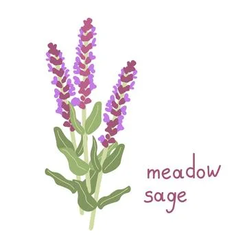 Sage vector flower Stock Illustration
