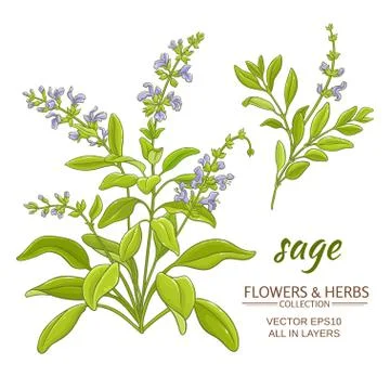 Sage vector illustration Illustrazione stock