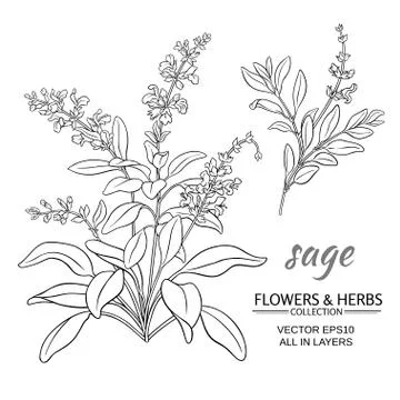 Sage vector illustration Stock Illustration
