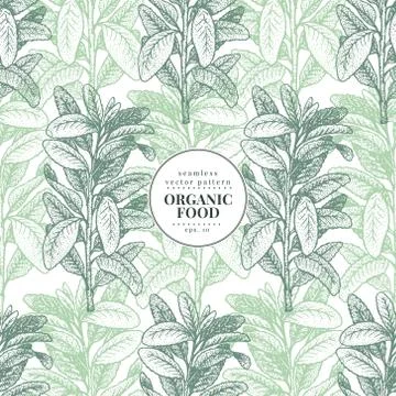 Sage. Vector seamless pattern for design menu, packaging and recipes. Hand drawn Stock Illustration