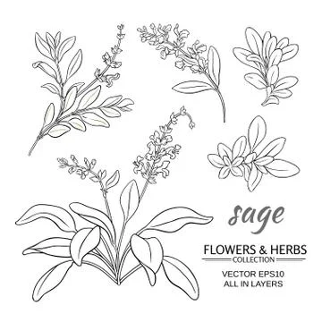 Sage vector set Illustrazione stock