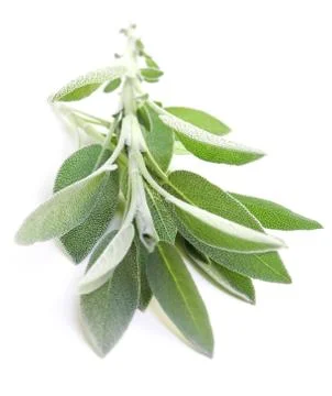 Sage on white background Stock Photos