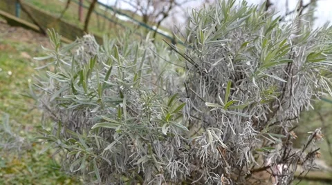 Sage In The Wind Stock Footage 46970200