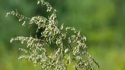 Sagebrush (Artemisia) macro with shallow depth of field. Shot to RAW, wide Vidéo 27962901