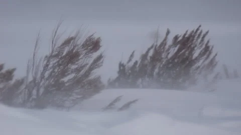 Sagebrush Battered by the Wind Stock Footage 210981031