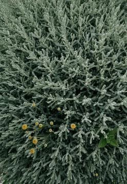 Sagebrush blooming Stock Photos