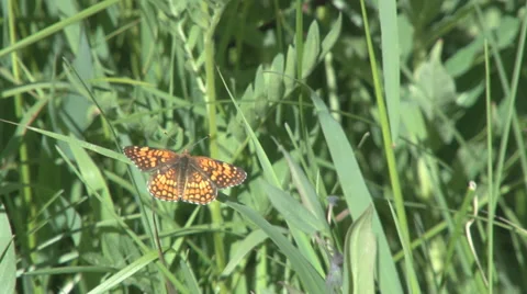 Sagebrush checkerspot butterfly Stock Footage 32207632