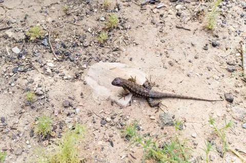 Sagebrush Lizard Stock Photos