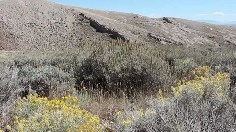 Sagebrush moving on a windy day Stock Footage 42683025