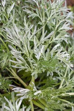 Sagebrush Stock Photos