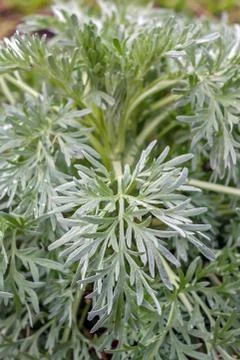 Sagebrush Stock Photos