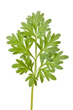 Sagebrush Stock Photos