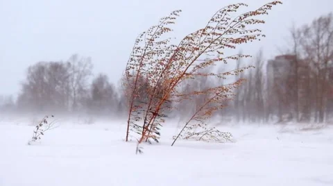 Sagebrush under Blizzard and strong snow windstorm in Siberian at winter Stock Footage 69007239