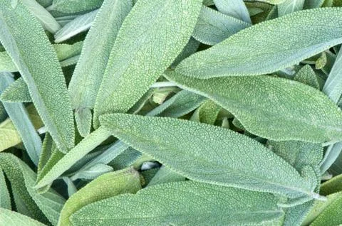 Sages leaves texture background Stock Photos