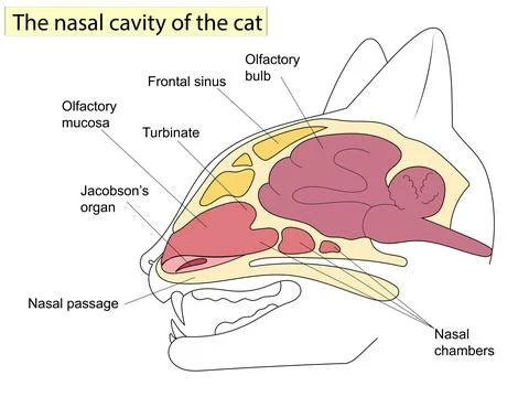 Sagittal section of a cat head. Anatomy of cats. For Basic Medical Education Stock Illustration
