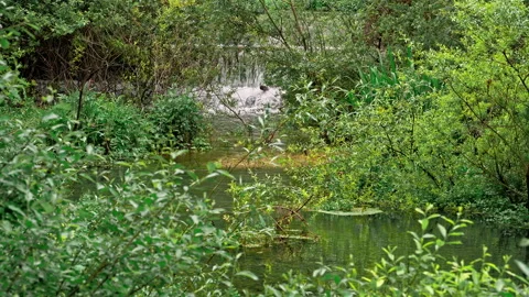Sagittario river flows fast between rocks and woods near the Cavuto Springs Stock Footage 246033000