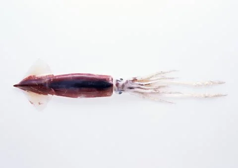 Sagittated Calamary Stock Photos