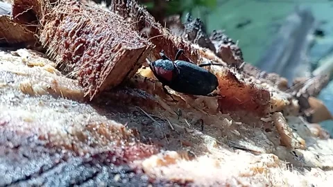 Sago beetle, a beetle on a sago tree 스톡 동영상 221815474