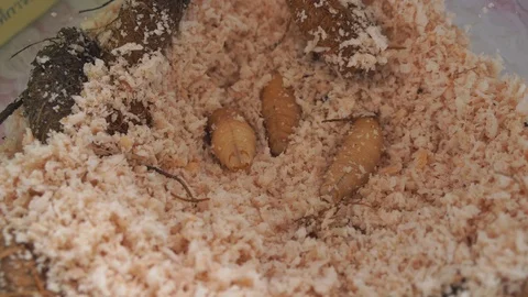 Sago beetle,animal,bug Stock-Footage 101858664