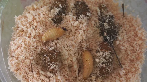 Sago beetle,animal,bug Video stock 101858698