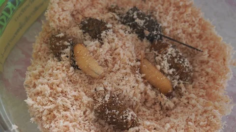 Sago beetle,animal,bug Video stock 101858820