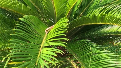Sago Palm Close-Up Stock Footage 112089771