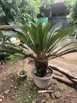 Sago Palm Elegance Stock Photos