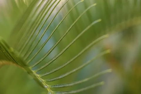 Sago Palm leaves Stock Photos
