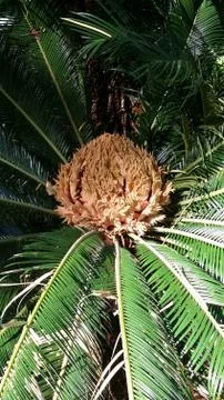 Sago palm Stock Photos