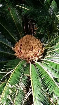 Sago palm Stock Photos