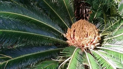 Sago palm Stock Photos