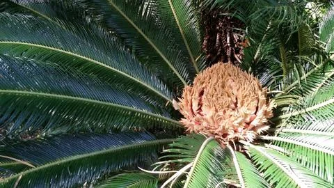 Sago palm Stock Photos