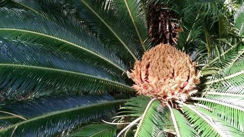 Sago palm Stock Photos
